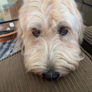 Meet your Posher, Linda